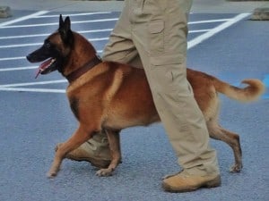 Read more about the article Police K9 Tactical Obedience Seminar