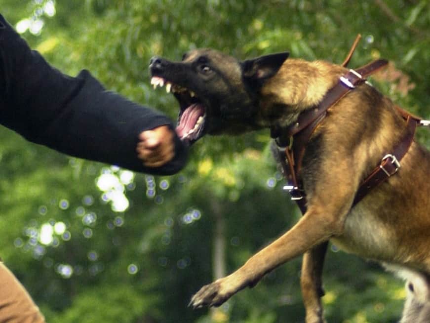 Police Patrol Dogs - Police &amp; Military K9 Sales and Training