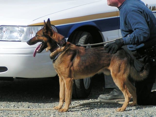 police patrol dog