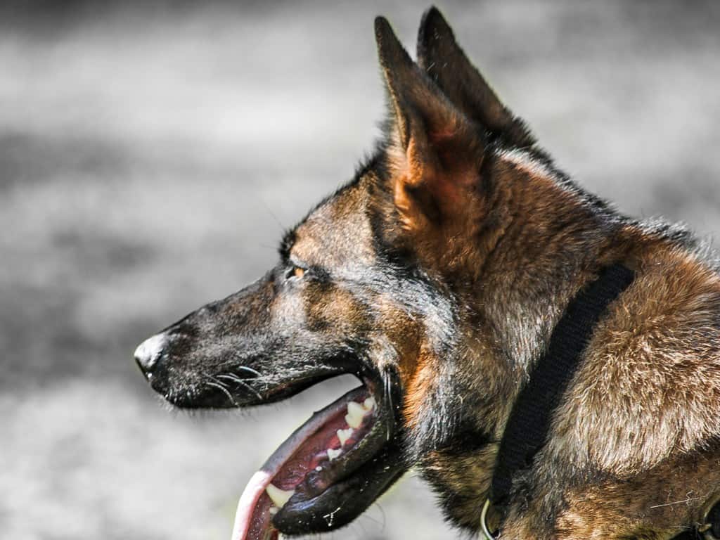 Police Dogs for Sale |Police K9 for Sale, Malinois & German