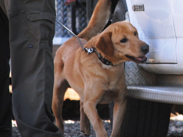 bomb detection dog