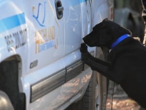 drug detection dog alert