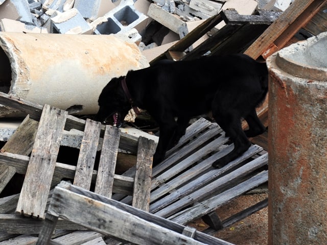 disaster dog training labrador