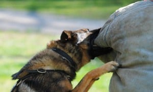 Read more about the article Teaching the Out for Police Dogs