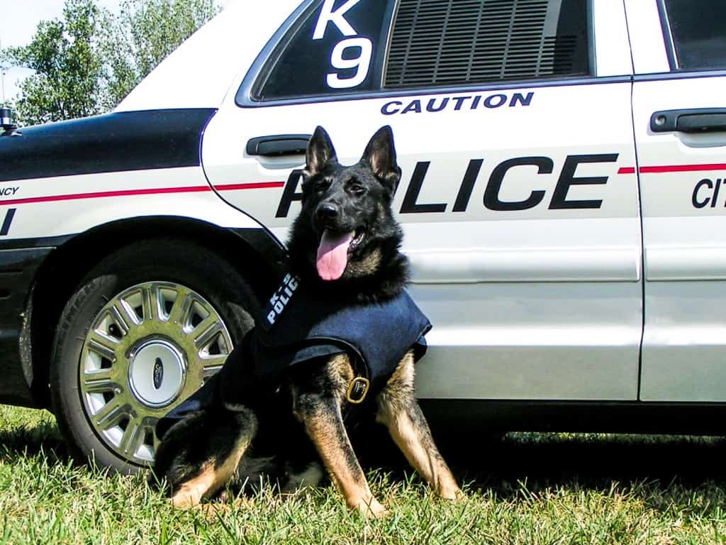 police patrol dog training