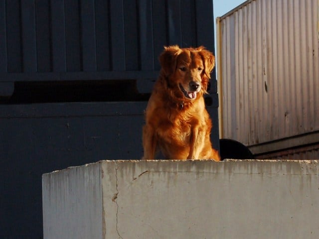 urban search & rescue dog training