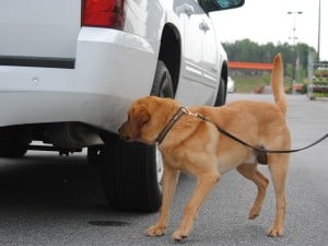 detection dog training