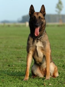 belgian malinois police dog