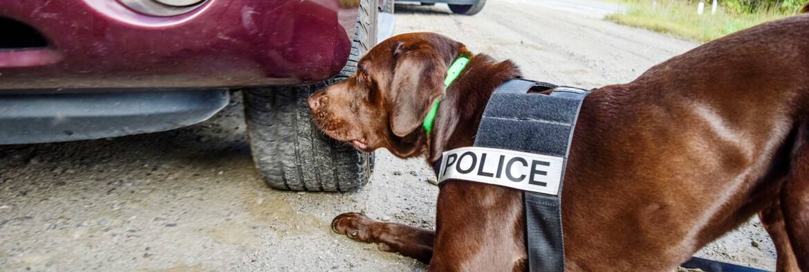 learn to be a detection dog trainer