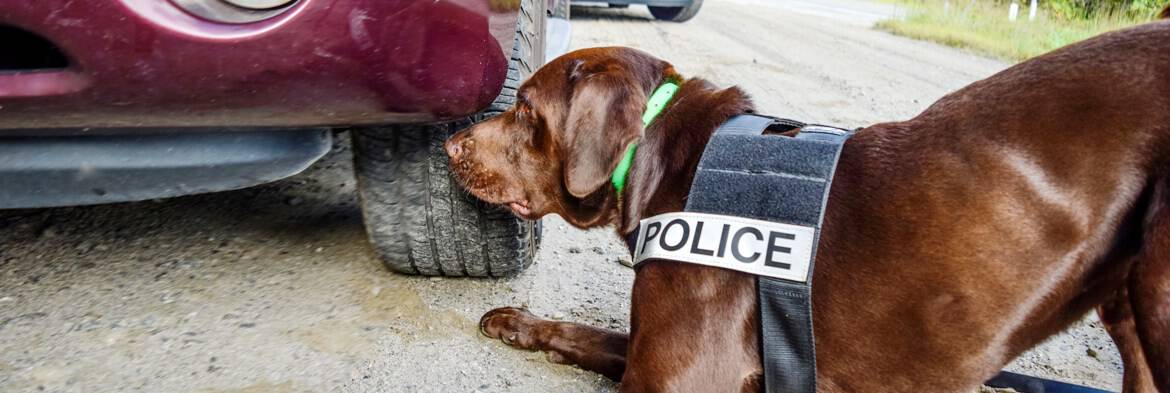 specialized search dog handler course