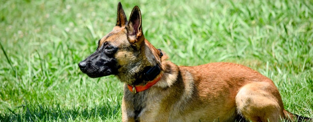 Read more about the article Why Is The Belgian Malinois Used As A Police & Military Working Dog?