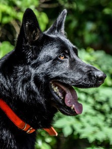 police dog german shepherd