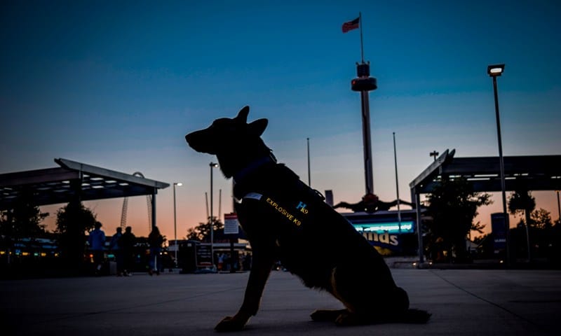 explosives detection dog security