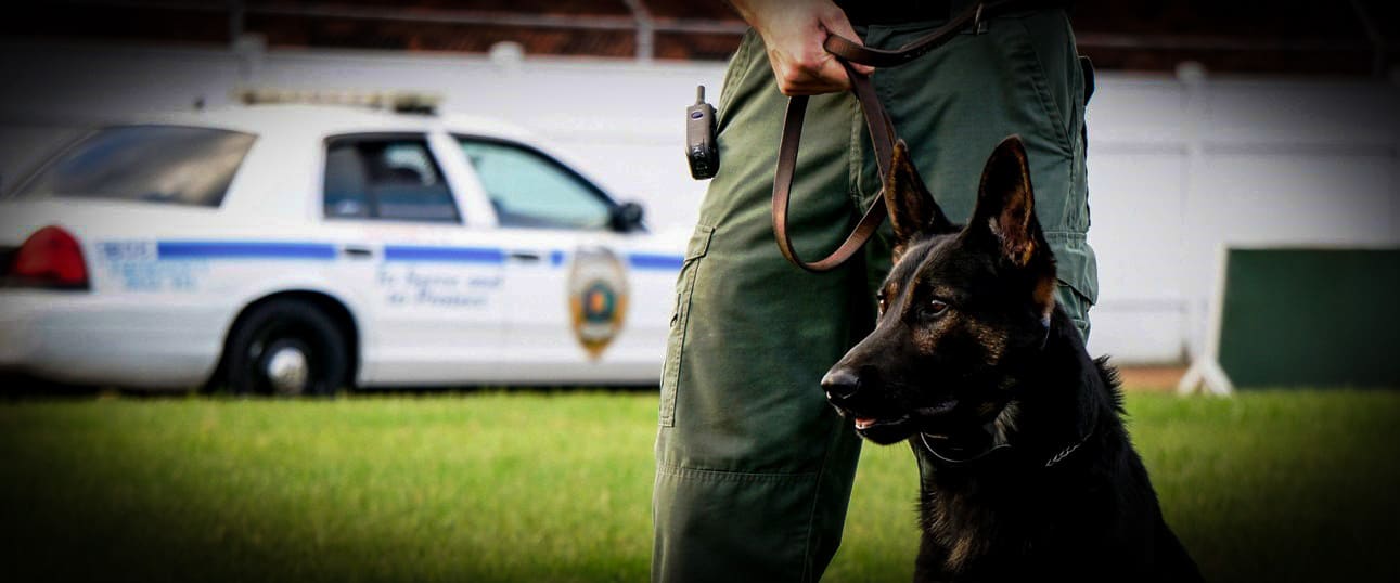 You are currently viewing Here’s Why Your Police Department Should Never Buy a ‘Green’ Dog