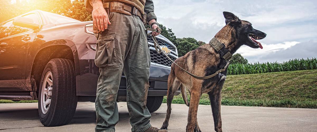 Police Dogs for Sale - Police &amp; Military K9 Sales and Training