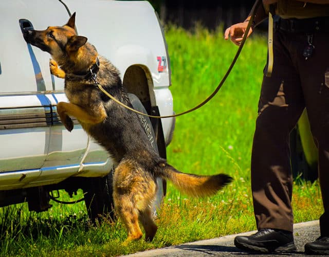 k9 drug dog