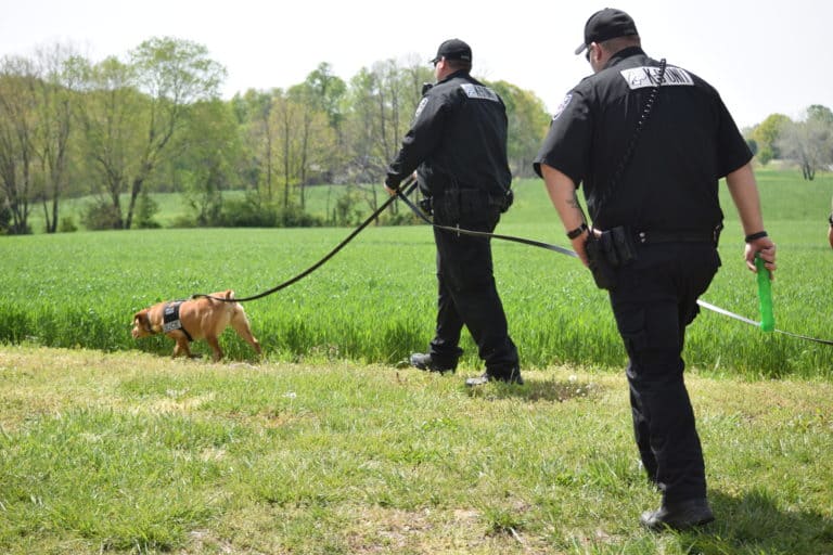 Police Dogs Archives Police & Military K9 Sales and Training