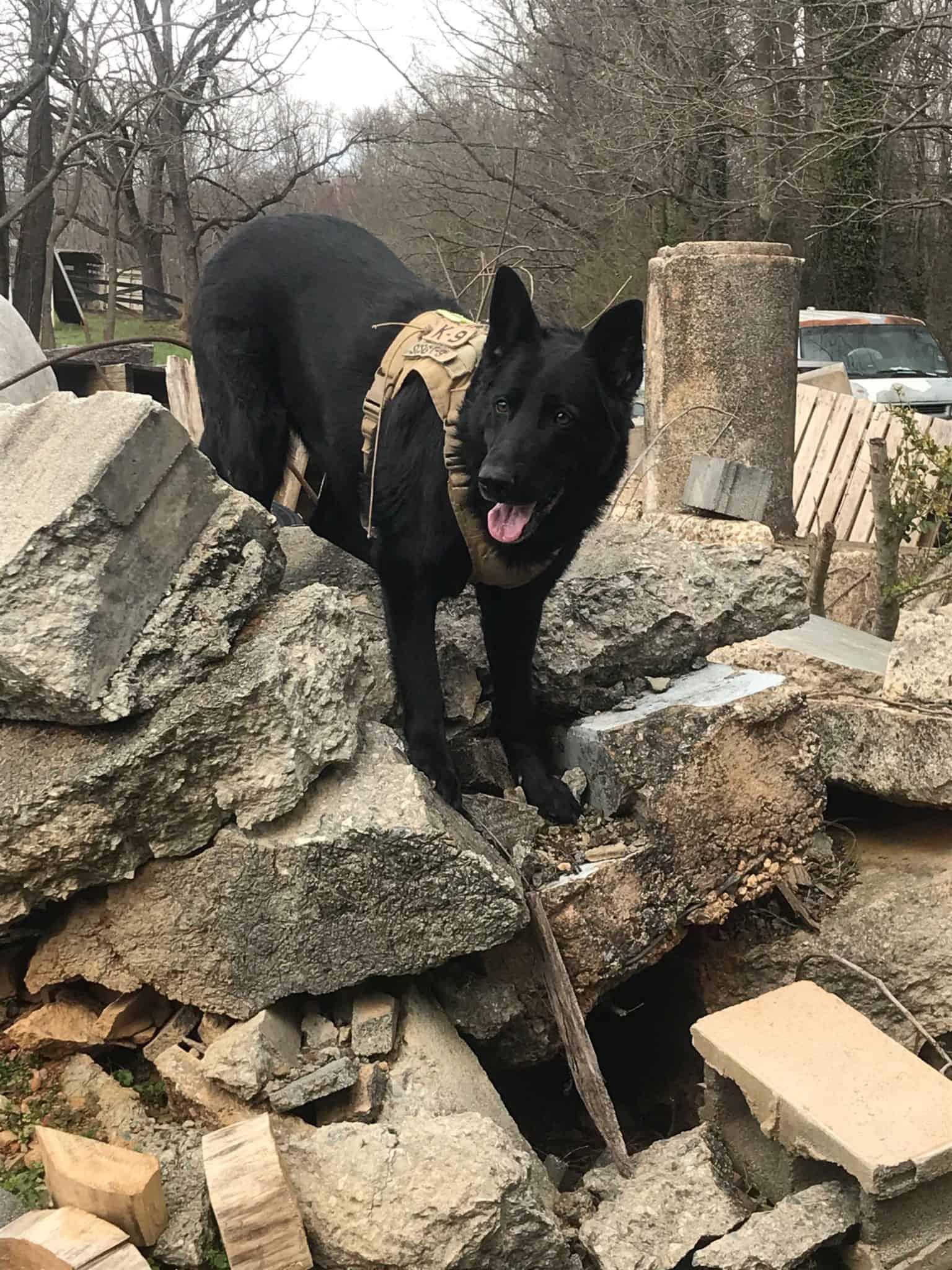 Cadaver Dogs Tactical Police K9 Training