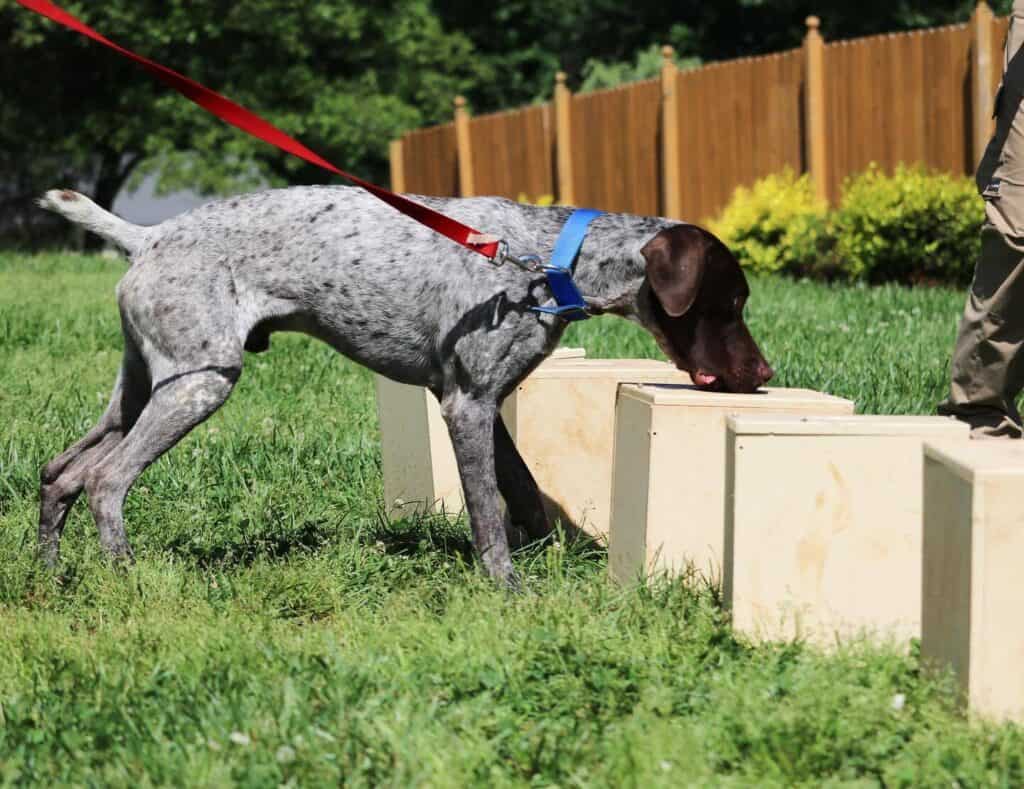 detection dog indicating on box