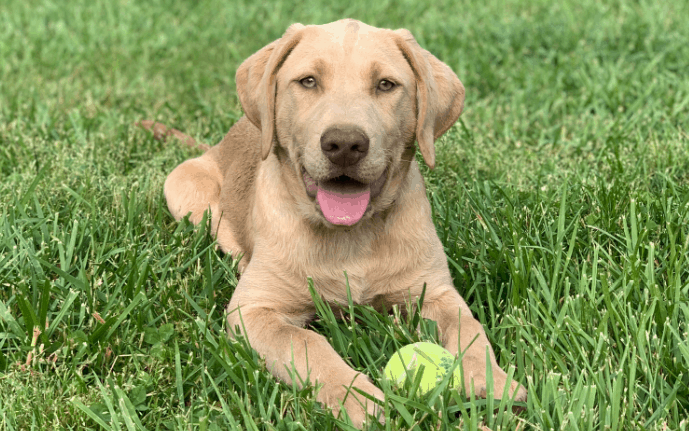 You are currently viewing Why Are Labrador Retrievers Used As Working Dogs?