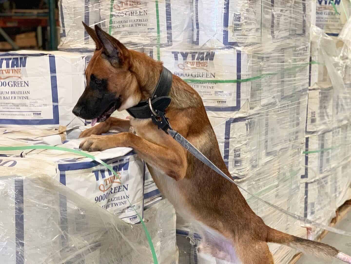 Drug Detection Dogs Tactical Police K9 Training