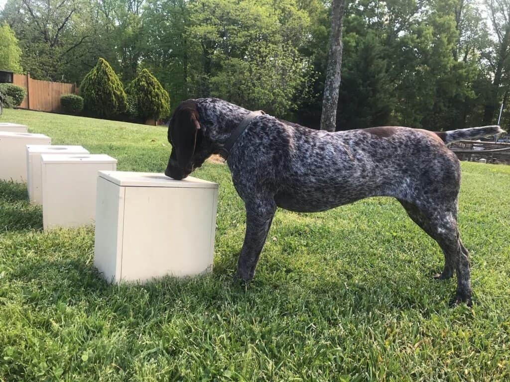 drug detection dog in training