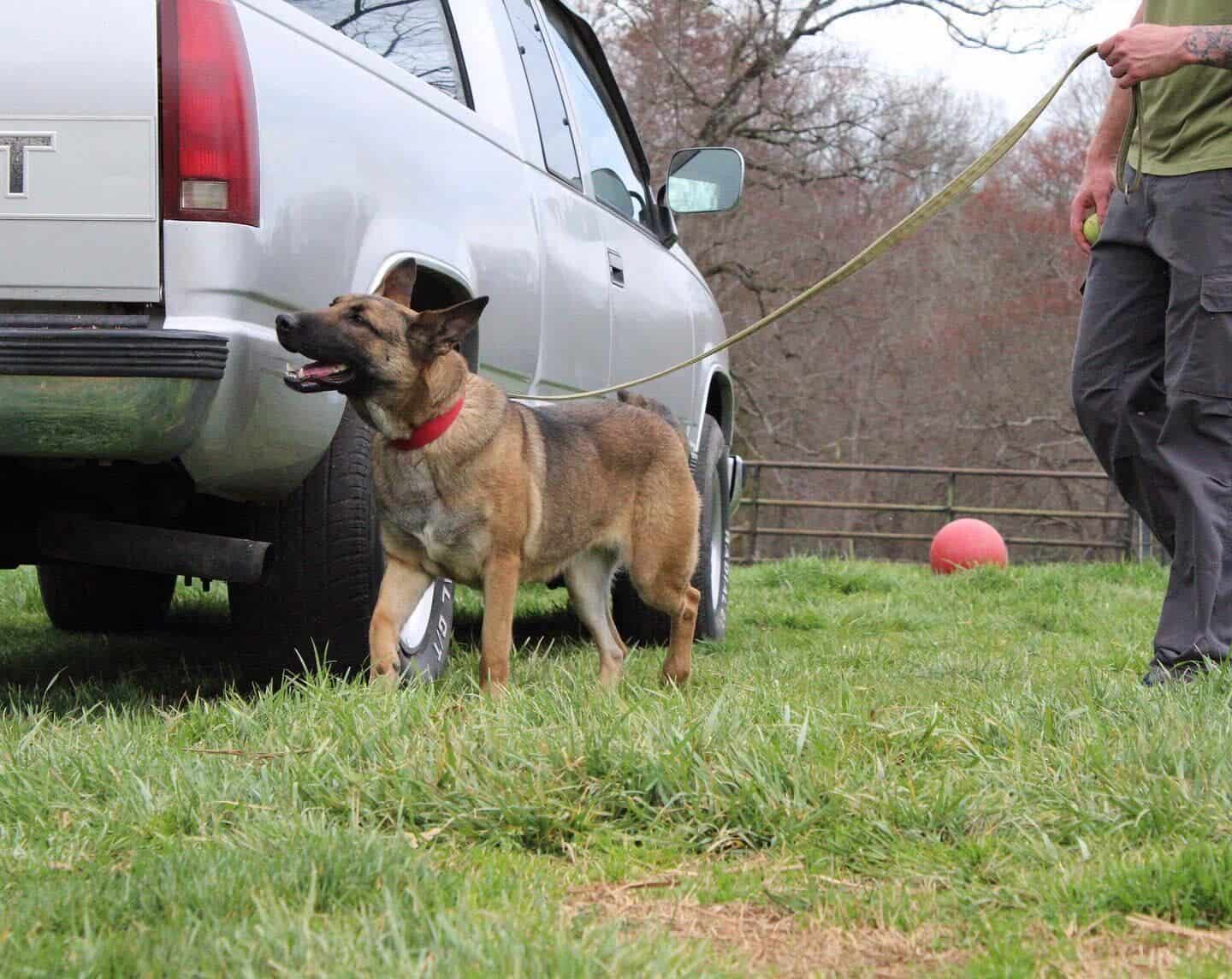 You are currently viewing How Do Detection Dogs Find Drugs?