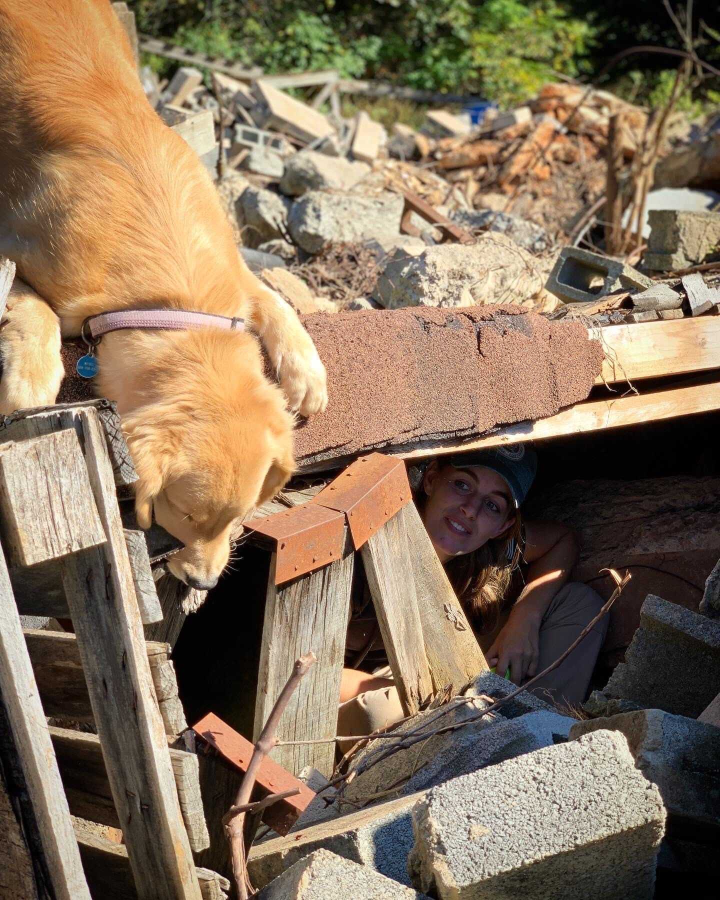 How Do Search And Rescue Dogs Locate Victims Of Disasters? Tactical Police K9 Training