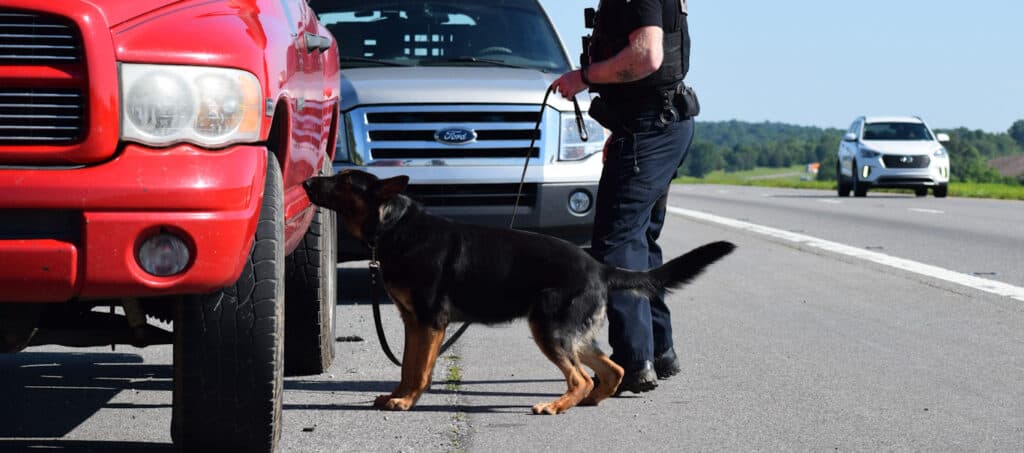 drug dog searching