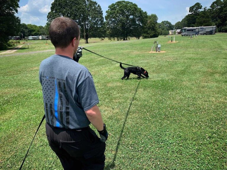 The Importance Of Teaching Scent Discrimination To A Trailing Dog