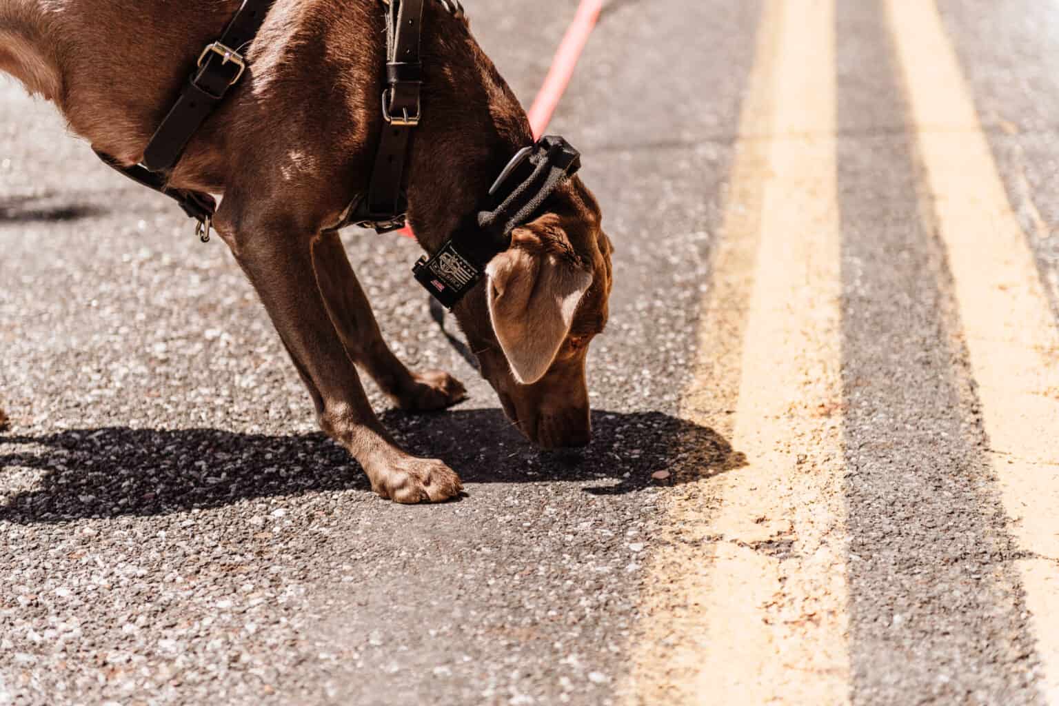 Police K9 Training and Sales, Offering Unbeatable Services Globally