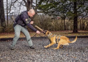 Read more about the article Eight Important Factors For An Effective Police Dog