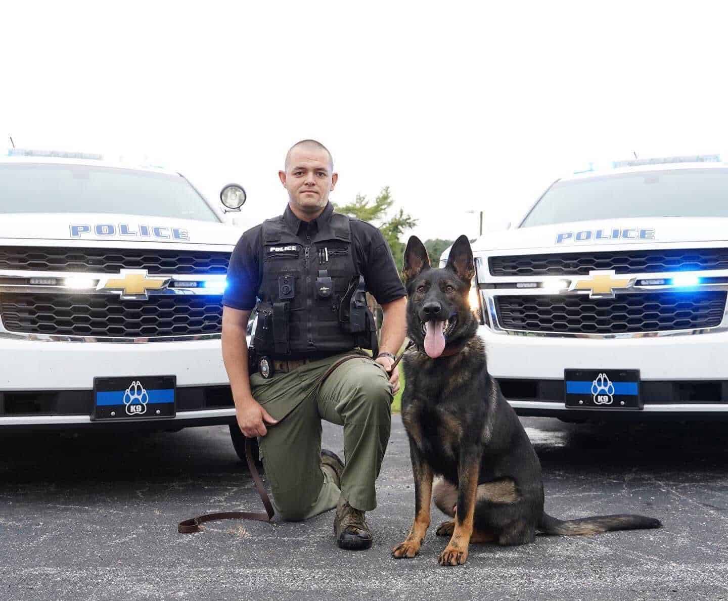 You are currently viewing Why Are German Shepherds Used As Police And Military Dogs?