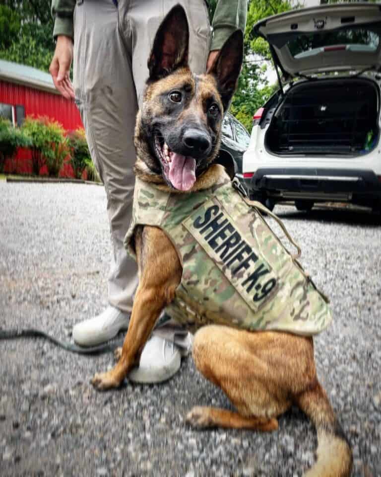 Police Patrol Dogs Tactical Police K9 Training