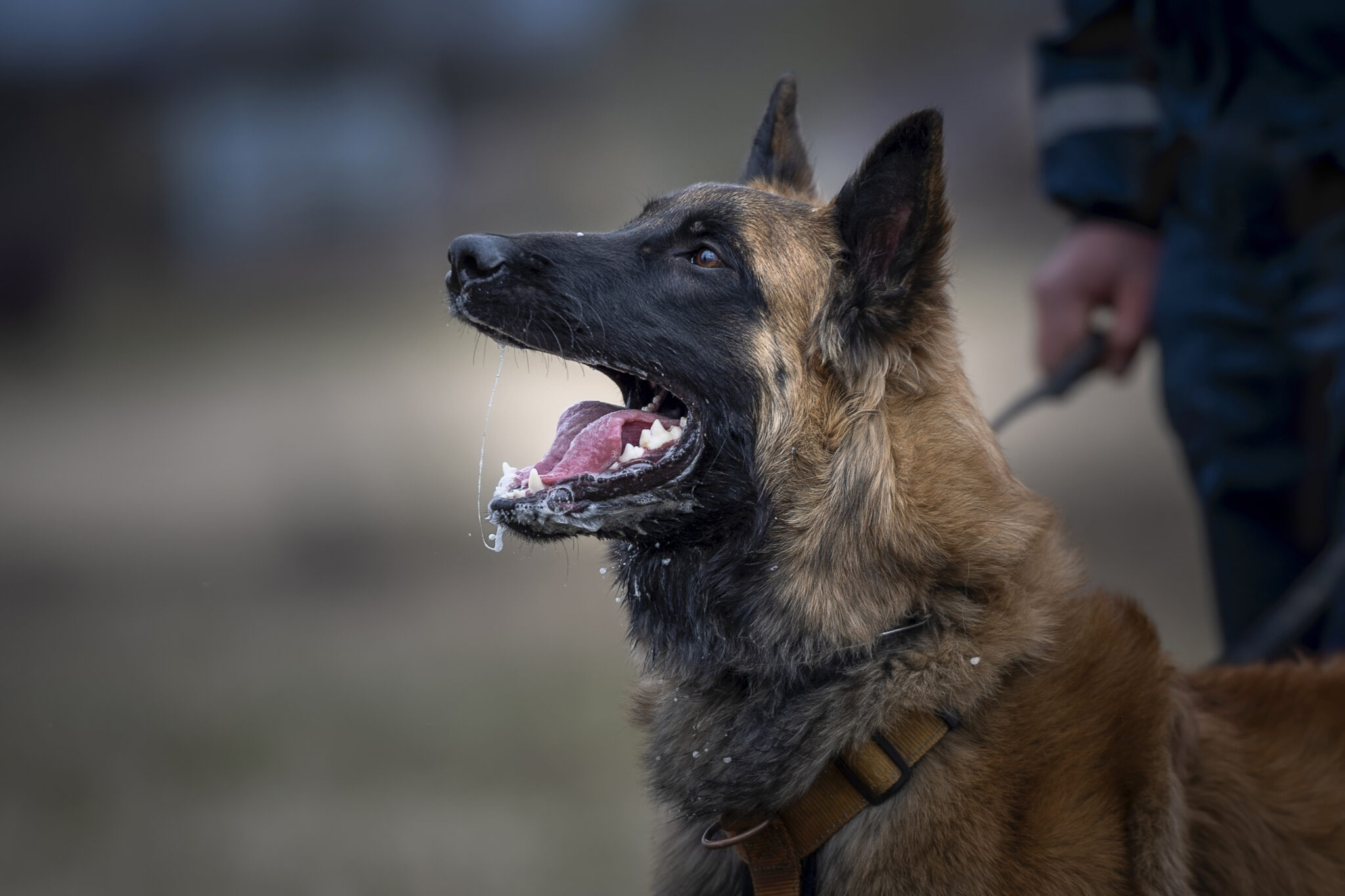 10 Popular Dog Breeds Used In Police K9 Work Tactical Police K9 Training