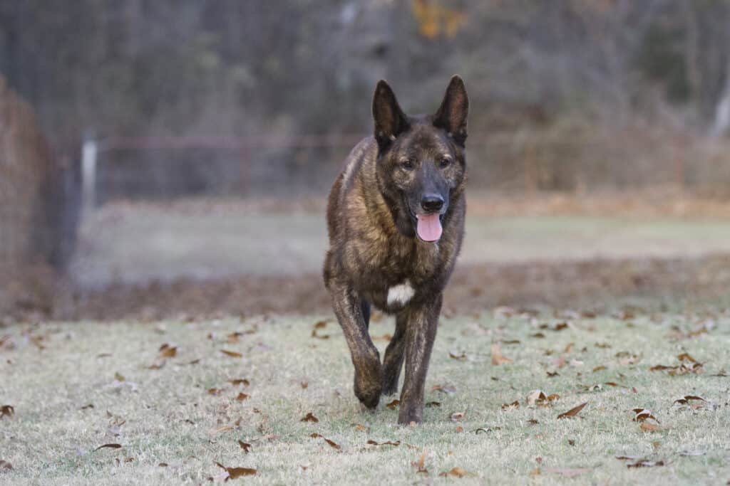 dutch shepherd police k9