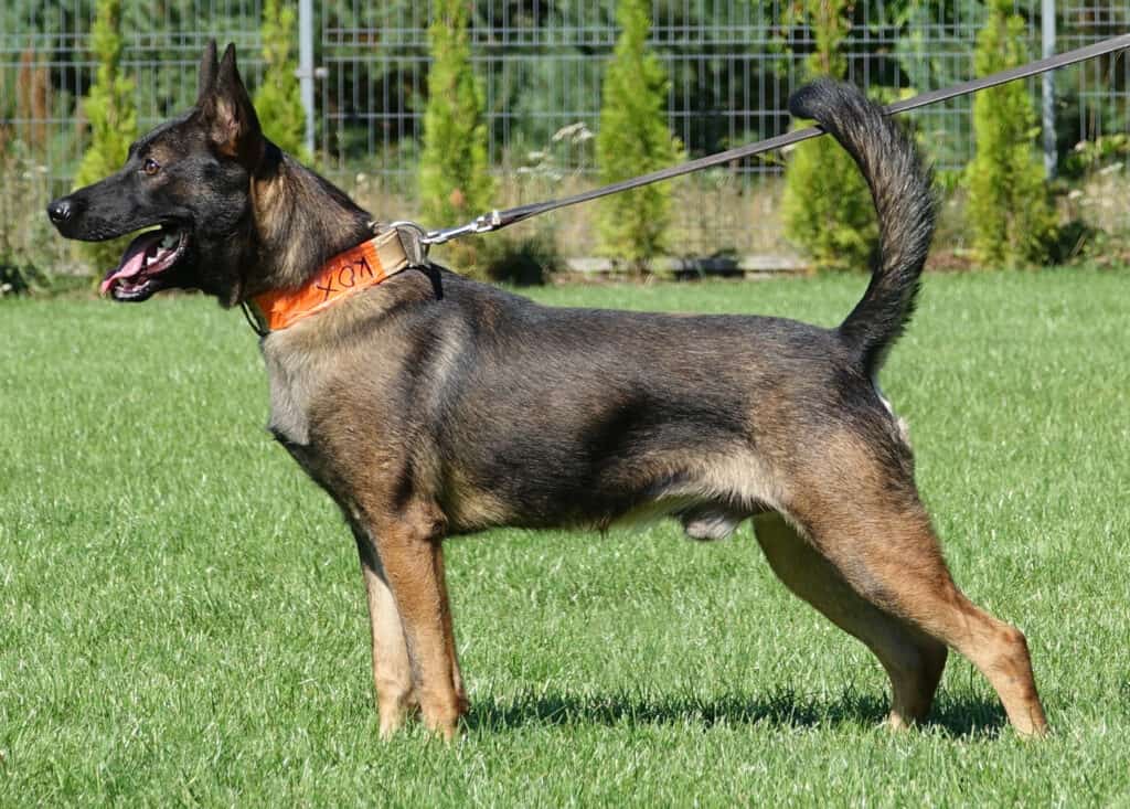 kox police dog for sale
