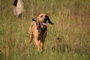 Read more about the article Why Bloodhounds Are The Ultimate Trailing Dogs