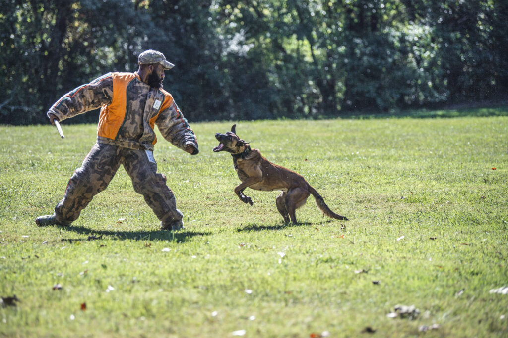 How Long Does It Take To Train A Police Dog? Tactical Police K9 Training