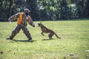 Read more about the article How Long Does It Take To Train A Police Dog?