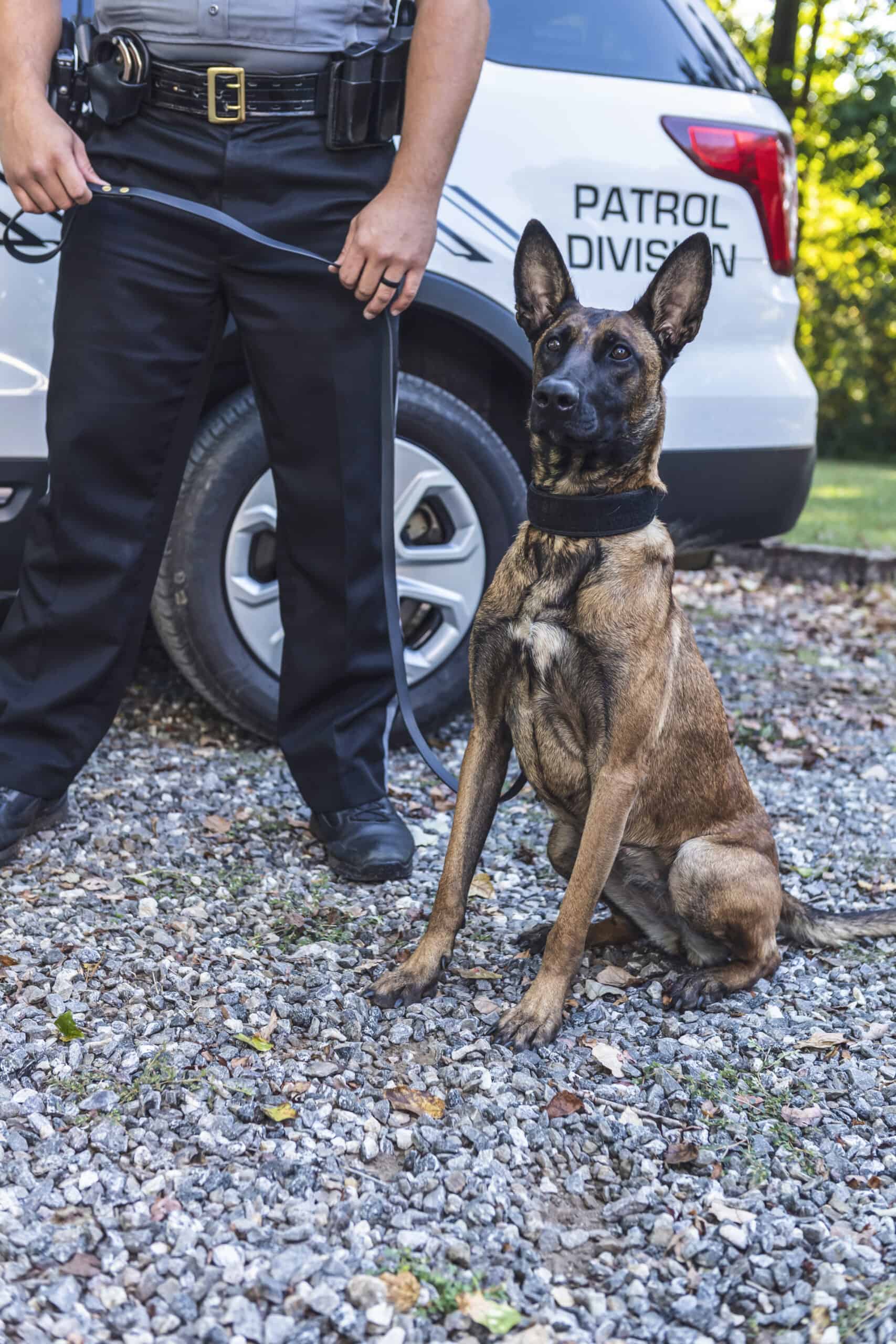 How Long Does It Take To Train A Police Dog? Tactical Police K9 Training