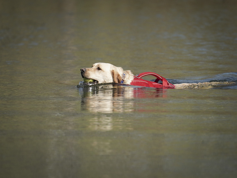 best cadaver dog training