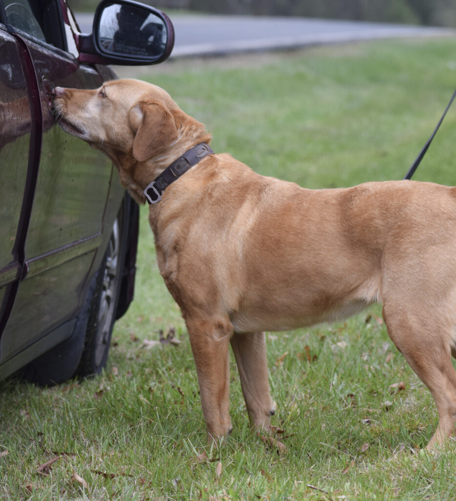 detection dog trainer course