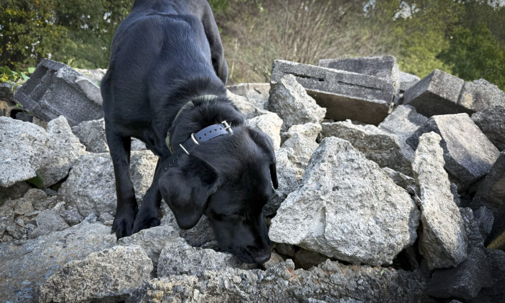 Disaster cadaver dog training