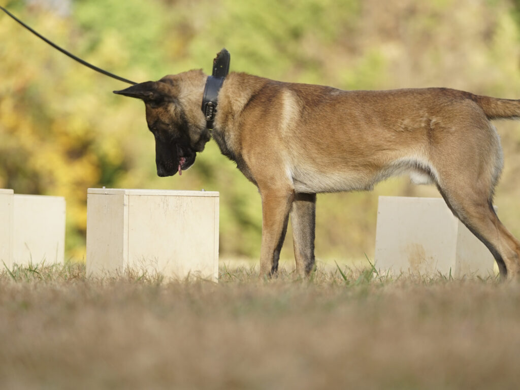 odor first detection highland canine