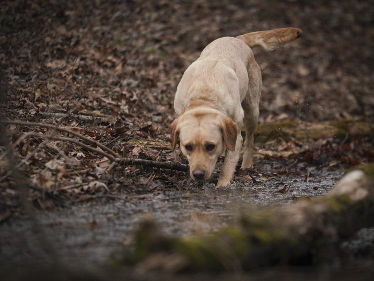 accurate and reliable cadaver dogs